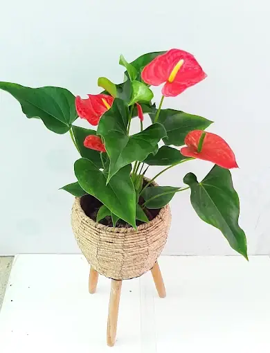 Anthurium Rojo en Macetero Artesanal