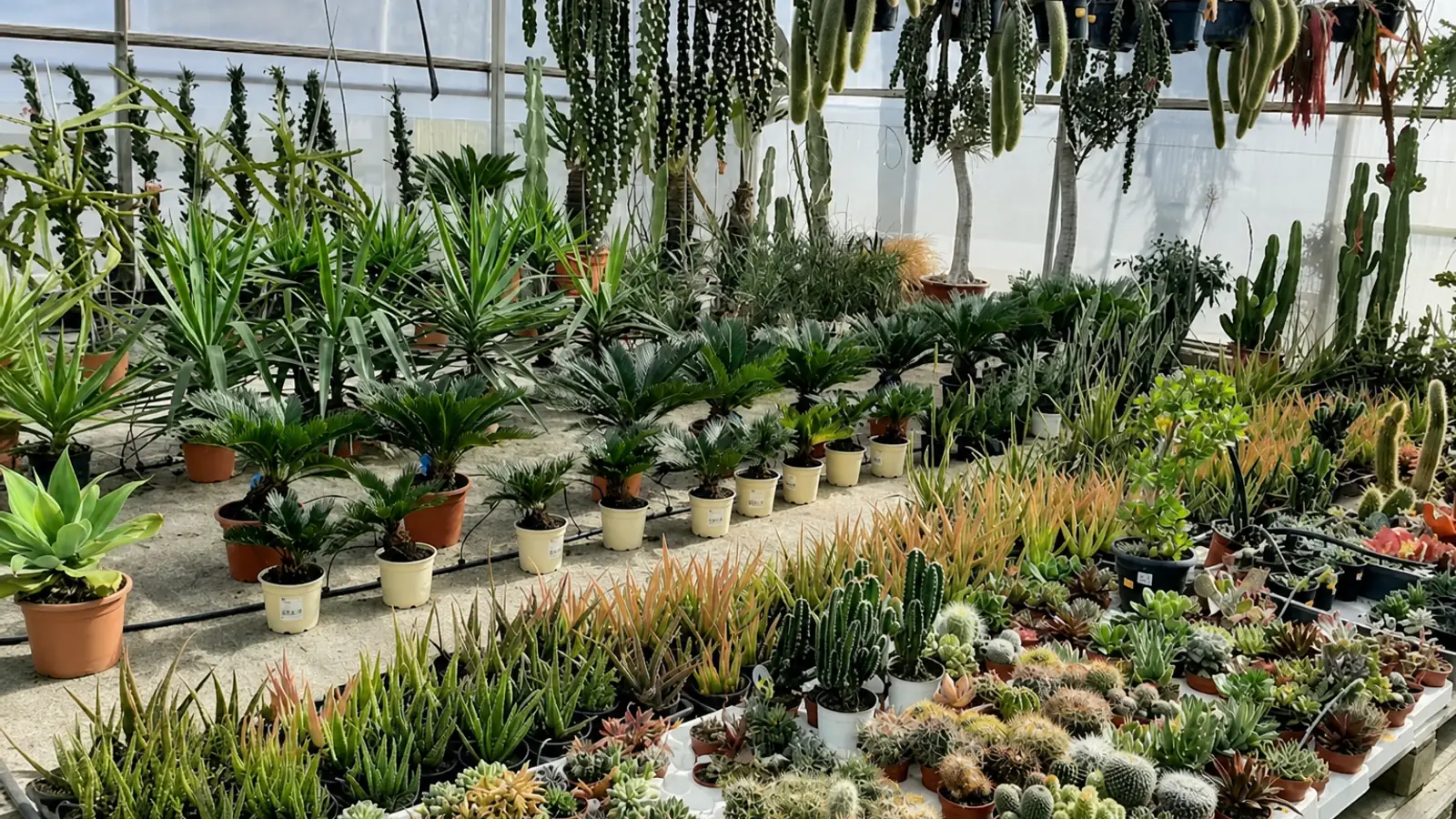 Catálogo Botánico y Especies Aclimatadas | La Mimosa