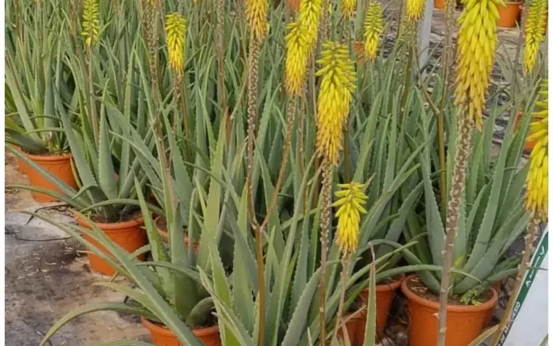 Guía Completa de Plantas Resistentes a la Sequía para Jardines en Puerto de Mazarrón