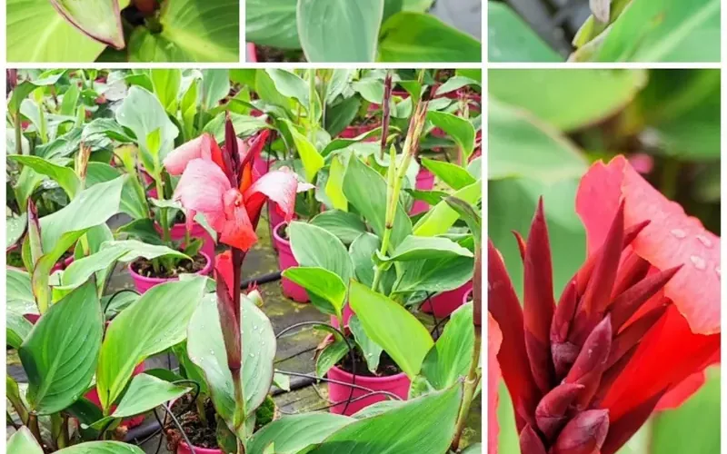 Guía de Cultivo y Cuidados del Aloe Vera y la Canna Indica en Climas Costeros