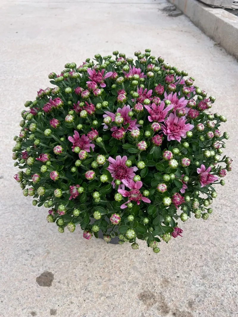 Crisantemo Esférico de Flor