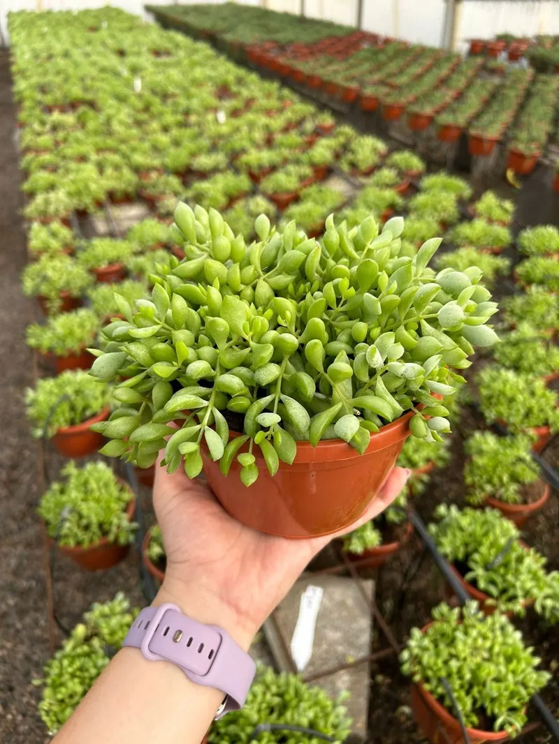 Sedum Tapizante para Rocallas