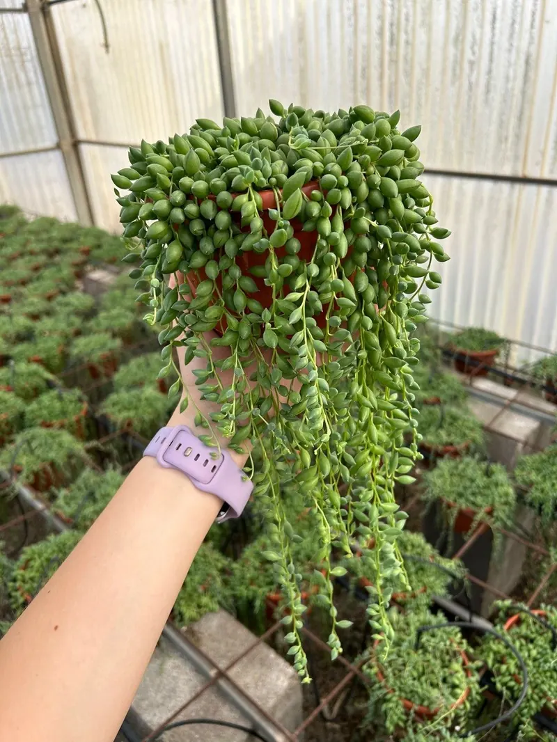 Senecio Rosario (Lágrimas de San Pedro)