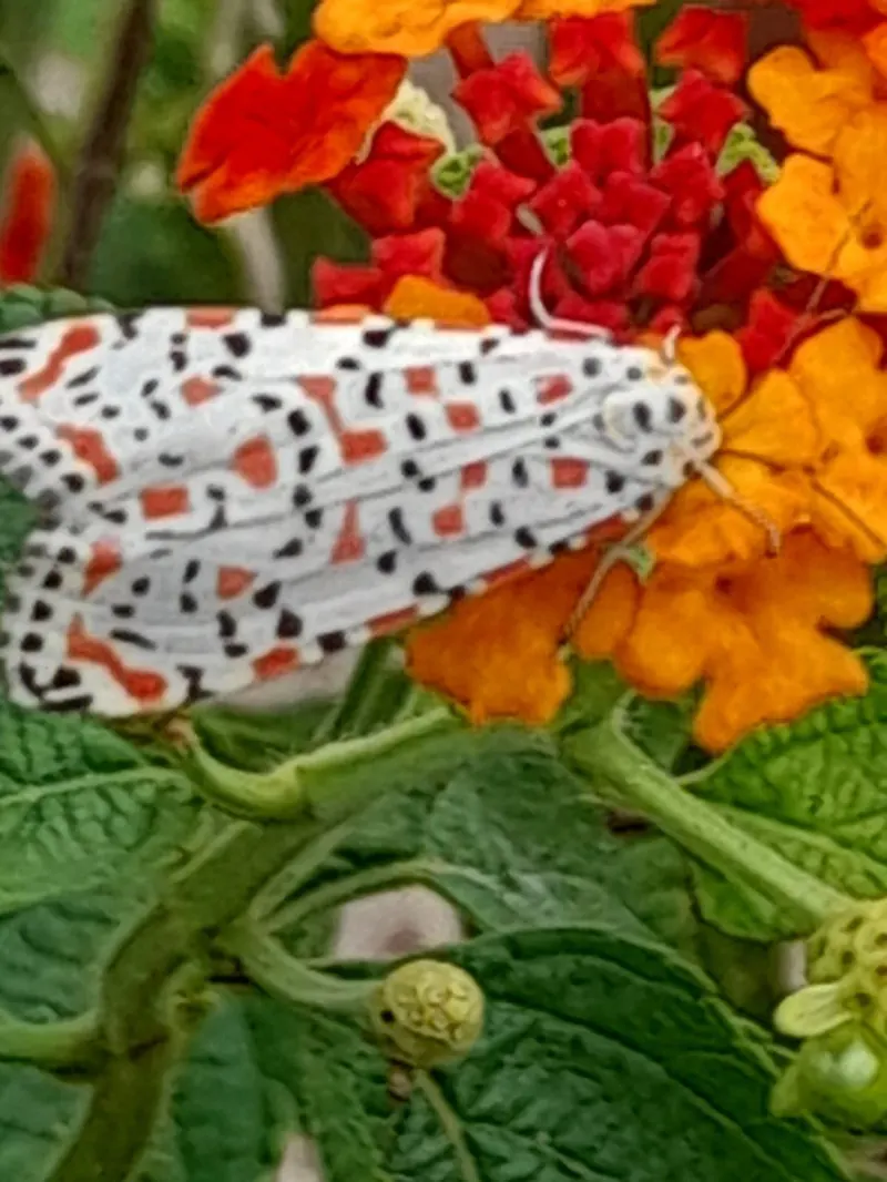 Lantana (Banderita Española / Flor de Cuba)